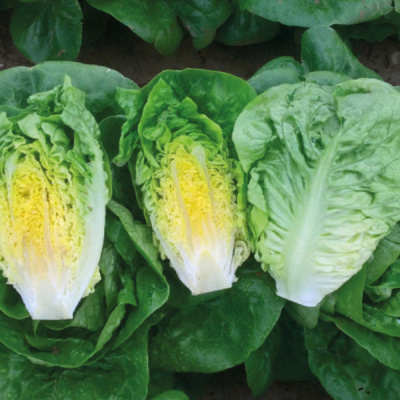 АЛМАДРАБА F1 салат романо Энза Заден