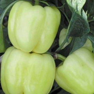 МАРАДОННА F1 перец Семинис