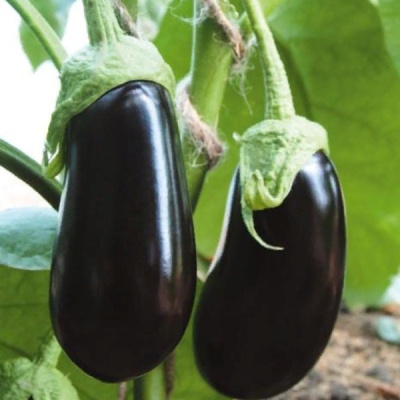 АЛЬМАЛИК F1 баклажан Гавриш