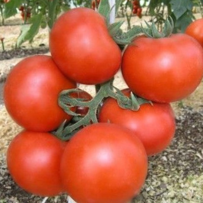 ЭНИГМА F1 томат Семинис, 500 шт