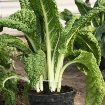 МАЛАХИТ F1 мангольд Гавриш (100 г)