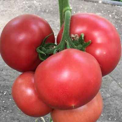 ПИНК АЙДИ F1 томат Семинис