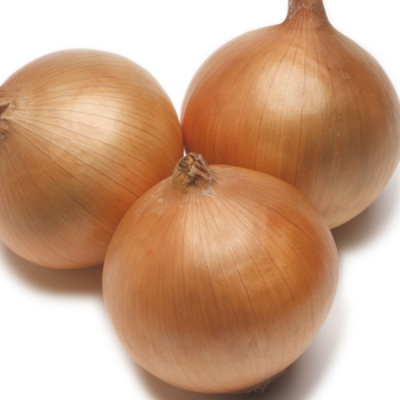 РЕКС F1 лук Энза Заден