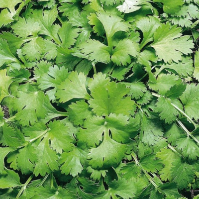 КИН-ДЗА-ДЗА F1 кориандр Гавриш (1000 г)