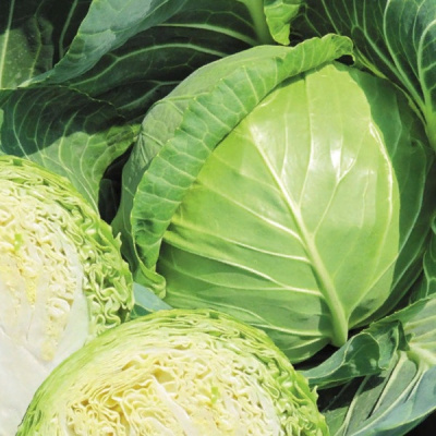 НАХАЛЕНОК F1 капуста белокочанная Гавриш