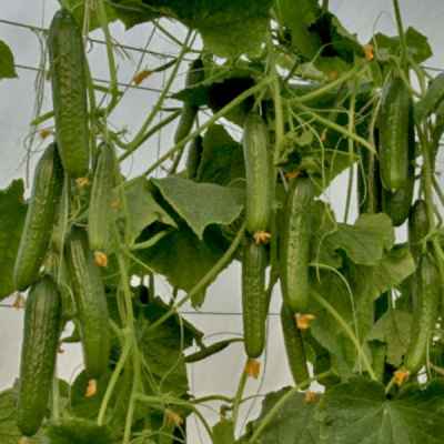 ГРИНЛАЙН F1 огурец Гриномика