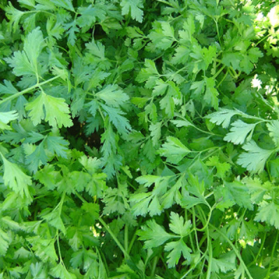 ИТАЛЬЯНСКИЙ ГИГАНТ F1 петрушка Энза Заден