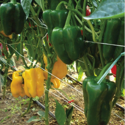 ТРЕБИЯ F1 перец Саката