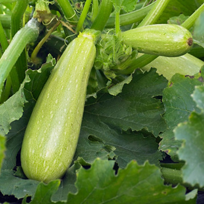 АНГЕЛИНА F1 кабачок Сингента