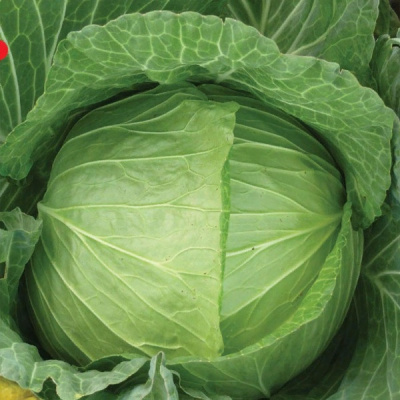 ДЖИГИТ F1 капуста белокочанная Гавриш