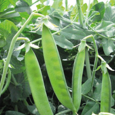 ВАДА F1 горох Нюнемс