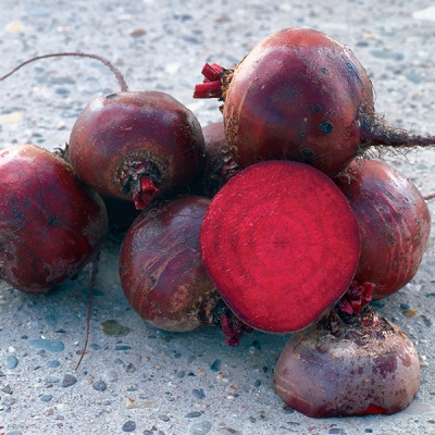 БОЛТАРДИ F1 свекла Сингента