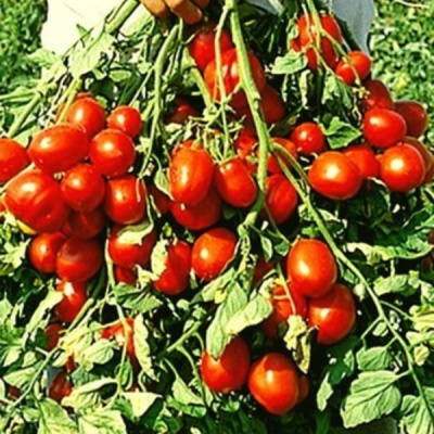 РЭПИД F1 томат Семинис, 1000шт