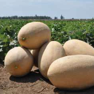 РАЙМОНД F1 дыня Хазера