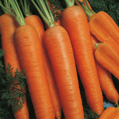 НАПОЛИ F1 морковь Бейо (2.4-2.6)