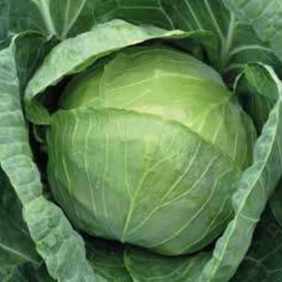 БУРБОН F1 капуста белокочанная Хазера
