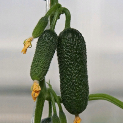 ПЛАТОН F1 огурец Гриномика (250 шт)