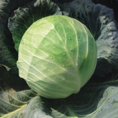 КУБОК F1 капуста белокочанная Вильморин