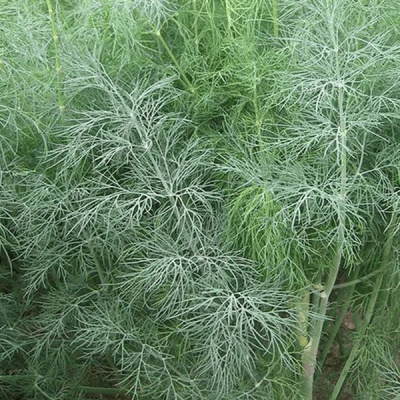 АРБАЛЕТ F1 укроп Гавриш (1000 г)