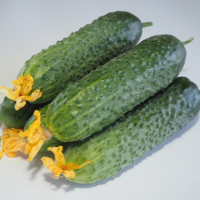 МАДЕЙРА F1 огурец Семинис, 250 шт