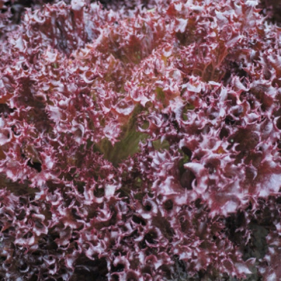 АЗИРКА F1 салат лолло росса Энза Заден