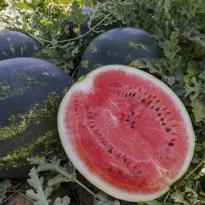 ЛУЗИТАНА F1 арбуз Райк Цваан, PR, 100 шт