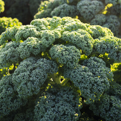 РЕФЛЕКС F1 капуста листовая Бейо