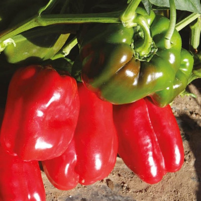 ТАРКВИНИО F1 перец Нюнемс (500 шт)