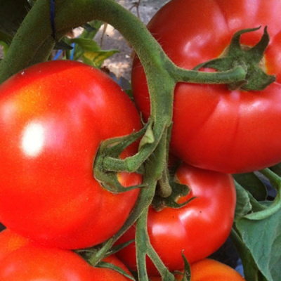 БЕЛФОРТ F1 томат Энза Заден