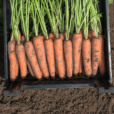 НАРБОННЕ F1 морковь Бейо (1.8-2.0)