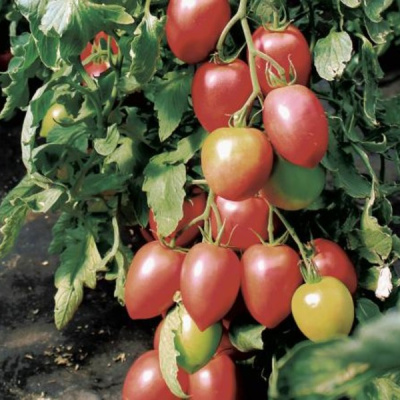 БОНАПАРТ F1 томат Вильморин