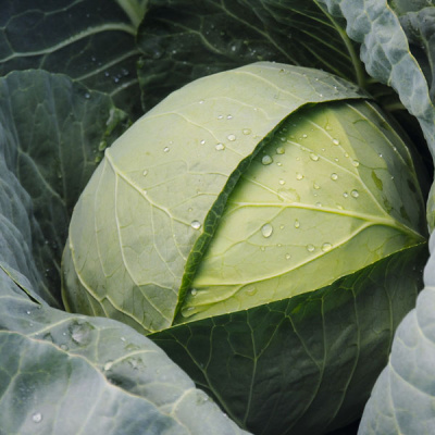 ЧЕКМЕЙТ F1 капуста белокочанная  Бейо