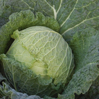 КОНВОЙ F1 капуста савойская Энза Заден