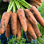 КАРДИФФ F1 морковь Бейо (2.4-2.6)