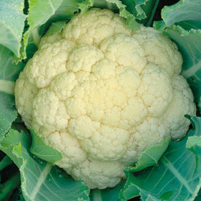 КОНСТАНТА F1 капуста цветная Гриномика