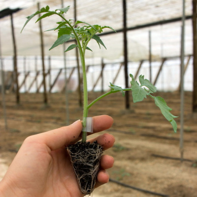 РЕЗИСТАР F1 подвой Гриномика