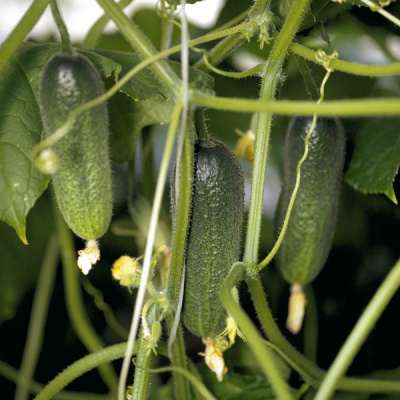 АДАМ F1 огурец Бейо