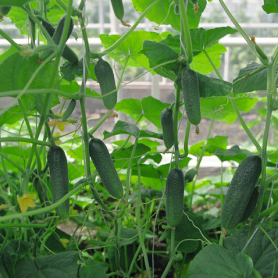 АЛЕКС F1 огурец Бейо