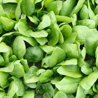 РЕМБРАНДТ F1 шпинат Бейо