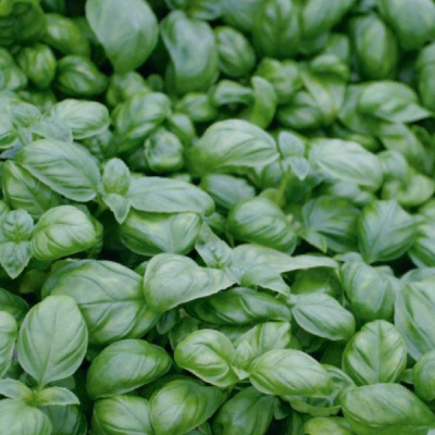 ЛУЧАНО F1 базилик Гавриш (1000 г)