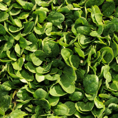 ШЕЛБИ F1 шпинат Энза Заден