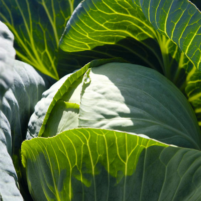 СИНТЕКС F1 капуста белокочанная Бейо