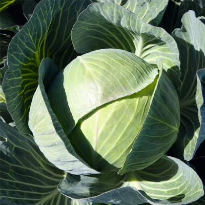 КАУНТЕР F1 капуста белокочанная Бейо 100 000