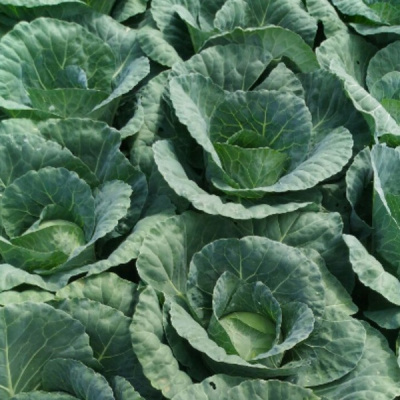 БУХАРЕСТ F1 капуста белокочанная Семинис