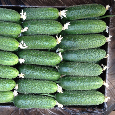 АЦТЕК F1 огурец Бейо (1000)