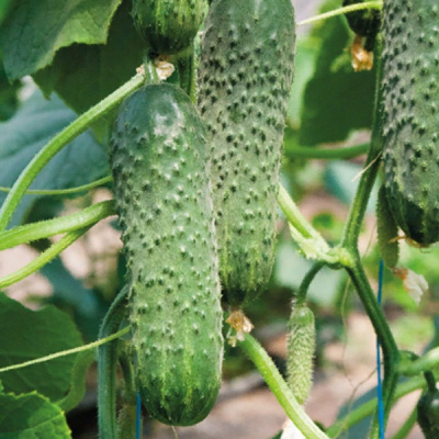 ТРАСТ F1 огурец Гриномика (250 шт)