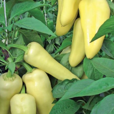 ЭДРОС F1 перец Вильморин