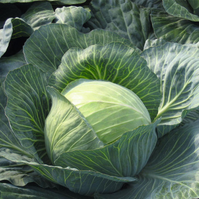 ХИНОВА F1 капуста белокочанная Бейо