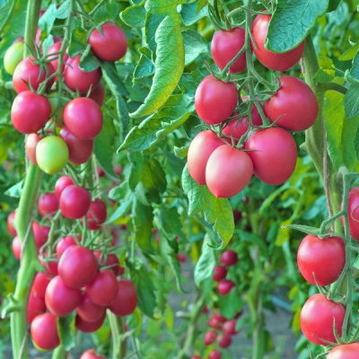 ЯМАМОТО F1 томат Гриномика