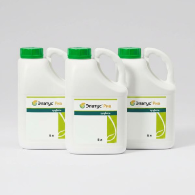 Элатус Риа, КЭ